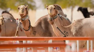 انطلاق مهرجان الظفرة 19 في 27 أكتوبر يحتفي بالتراث والإبداع الثقافي